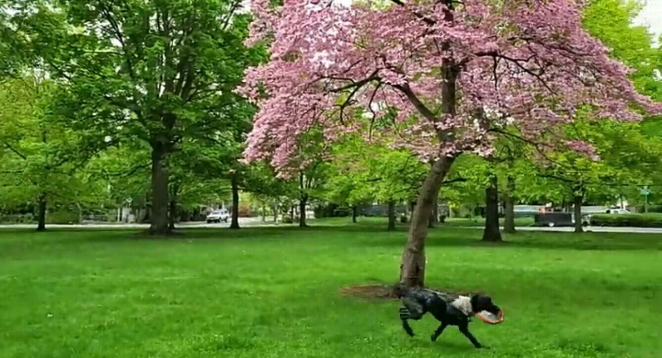 Corbin park at Spokane Washington United States