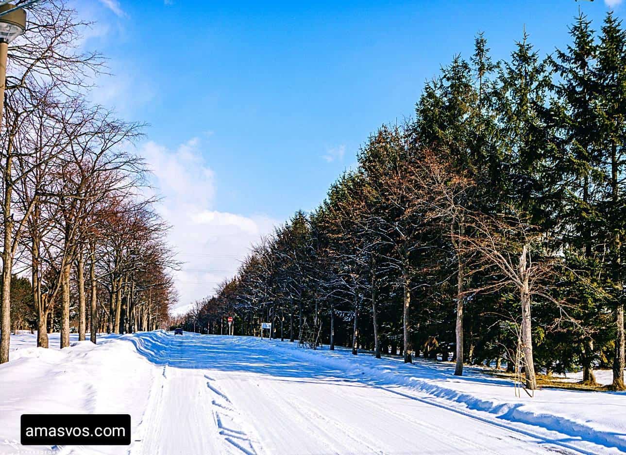 Snow Along Japan Road In December