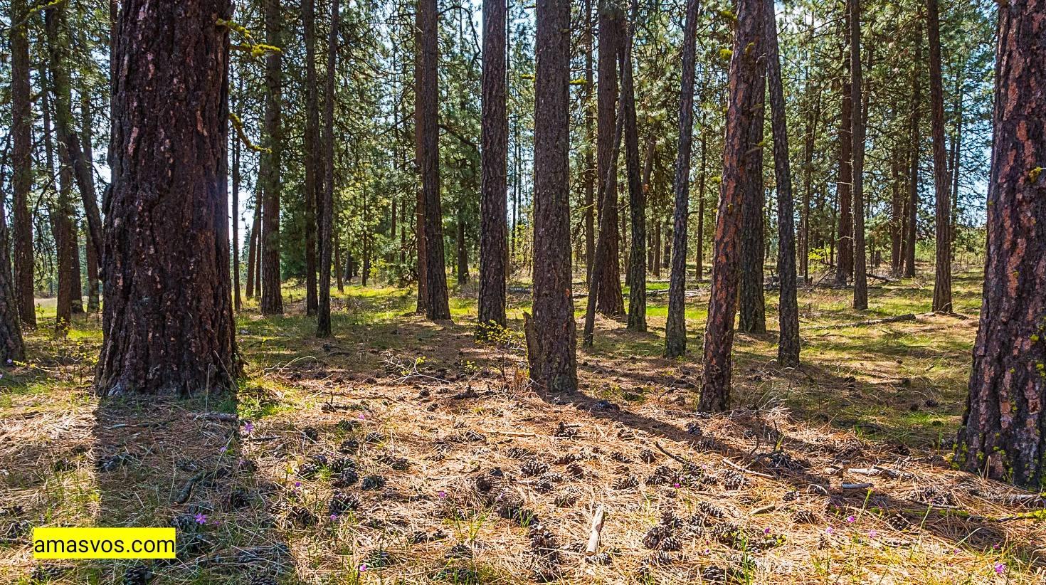 James T Slavin Conservation Area