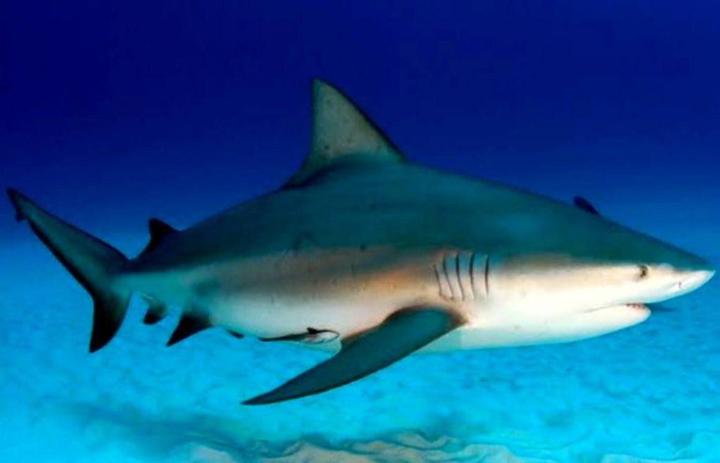 Bull Sharks In Lake Michigan