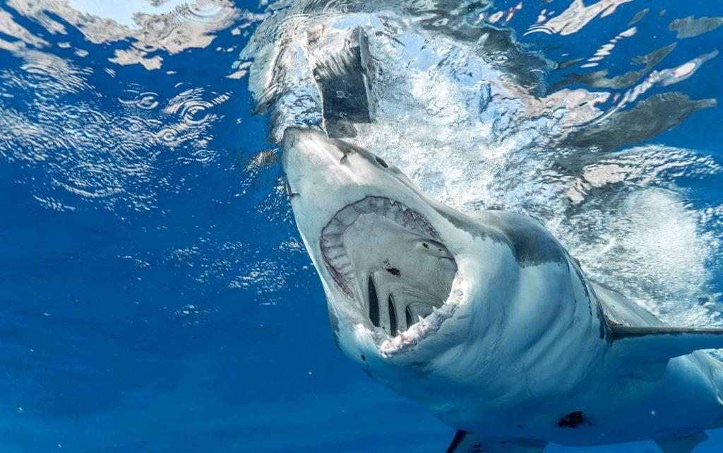 Bull Sharks In Lake Michigan