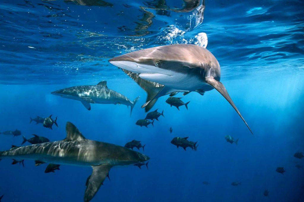 Bull Sharks In Lake Michigan