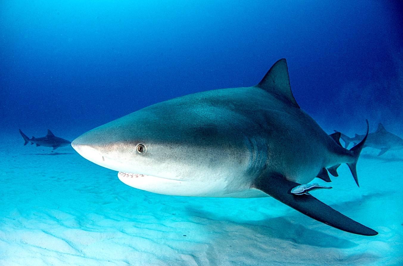 Bull Sharks In Lake Michigan