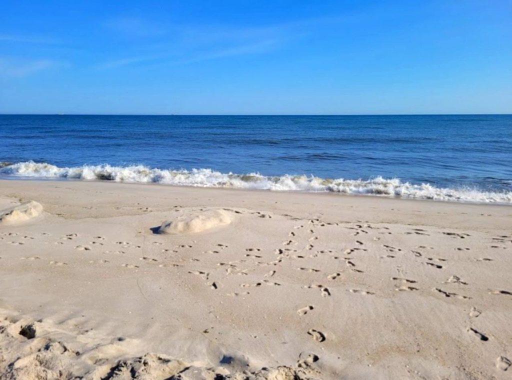 dog friendly beaches long island